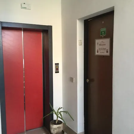 Albero Cisanello Piza
